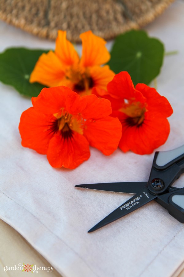 harvesting nasturtiums to eat