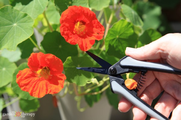 harvesting nasturtium An Limitless Harvest: The Artwork of Succession Planting