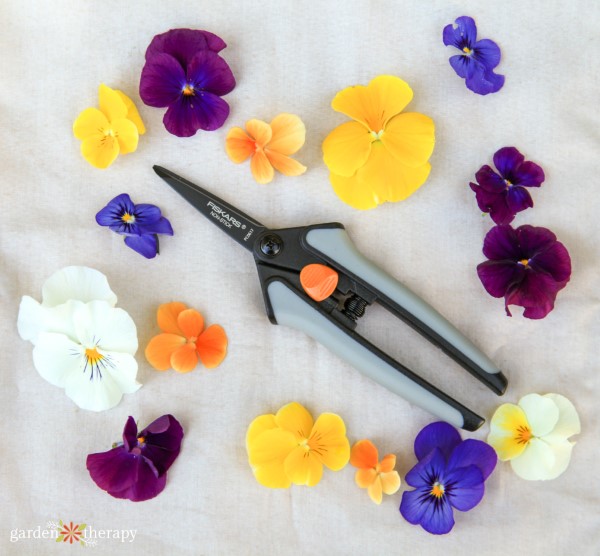 edible flowers with harvesting snips