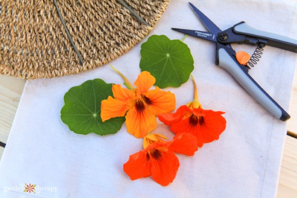 edible flowers harvested