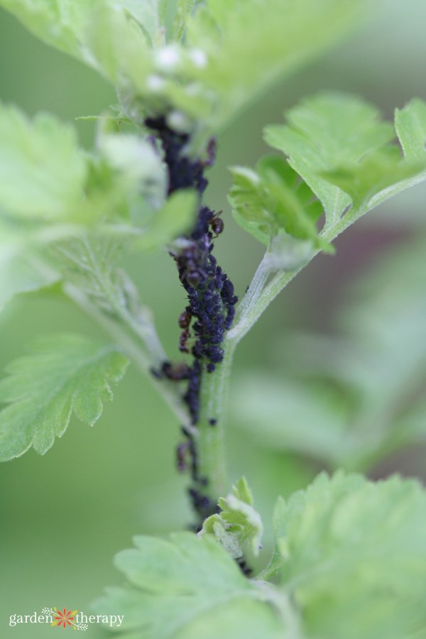 aphids on a stem - the perfect ladybug food!