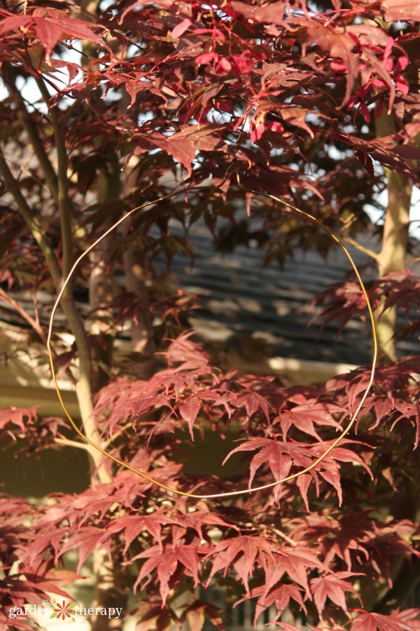 Coat Hanger Wire Wreath Form In a Japanese Maple