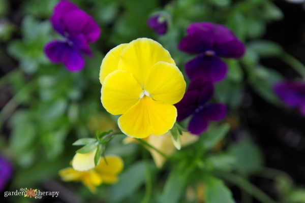 Cool Wave Pansy Mix Garden Therapy Seed Collection