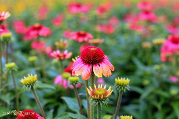 a field of echinacea