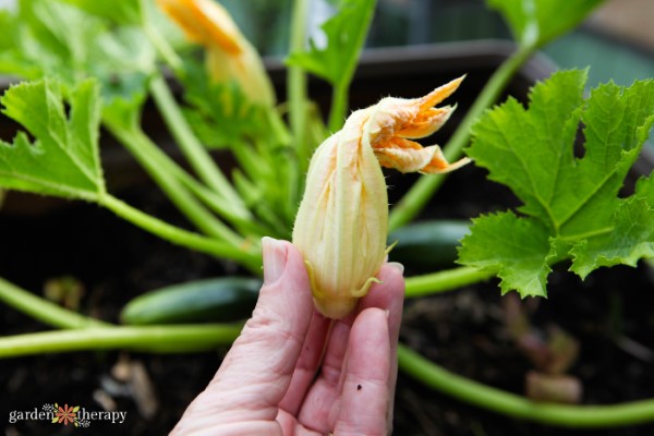 zucchini plant