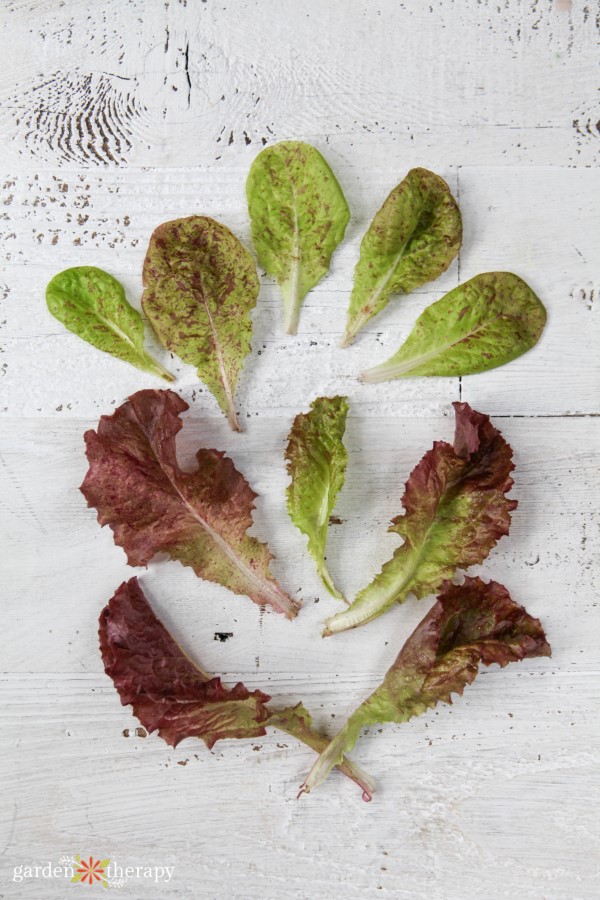 harvested baby green lettuce