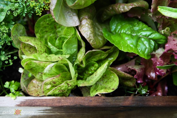 speckled lettuce is a type of head lettuce