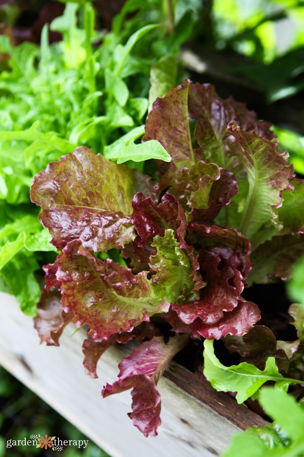 close up of lettuce leaves