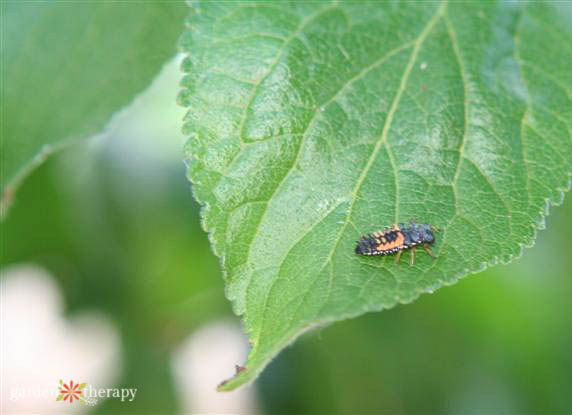 ladybug larva on a leaf