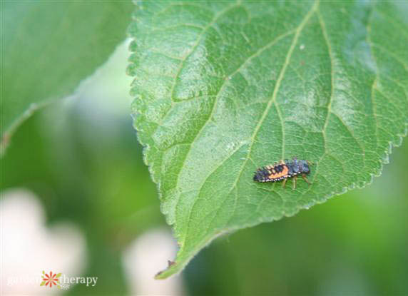 Natural Pest Control: Attracting Beneficial Insects to Your Garden - Garden  Therapy