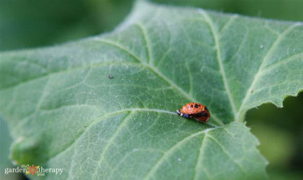 ladybug pupa on a leaf