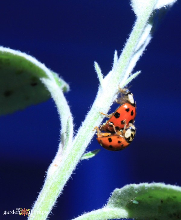 ladybugs mating on a stem