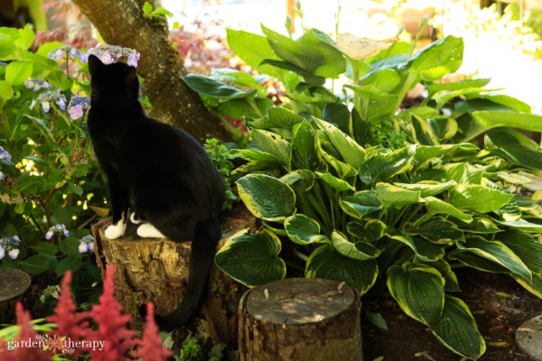 Gardening with pets