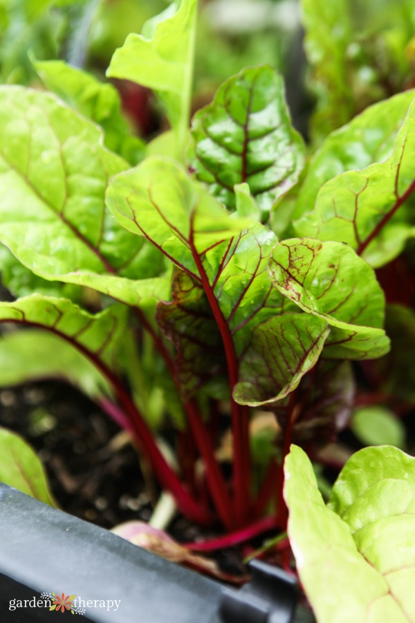 planting rhubarb as part of square foot gardening