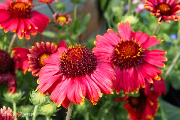 rudbeckia in bloom