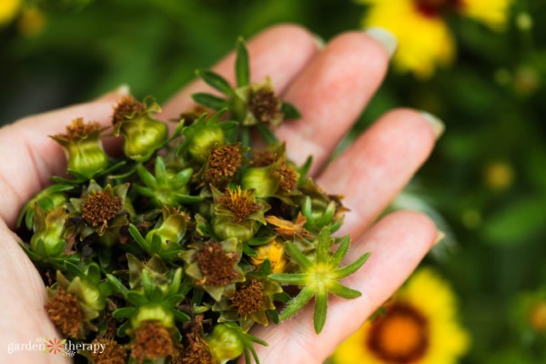 deadheaded blooms