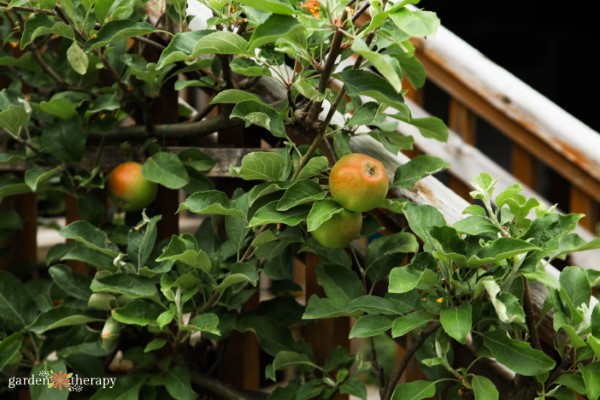 fruit growing in the correct permaculture zone