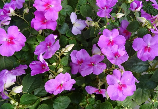 impatiens - seed starting flowers