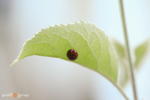 ladybug on a leaf