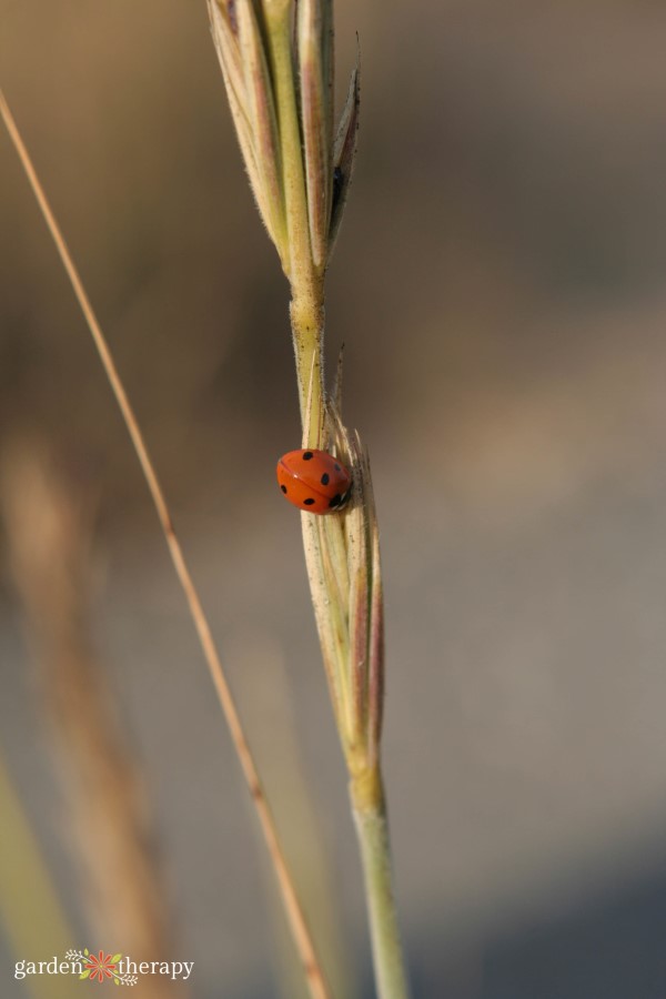 ladybug in the garden