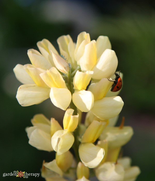 a ladybug hunting aphids