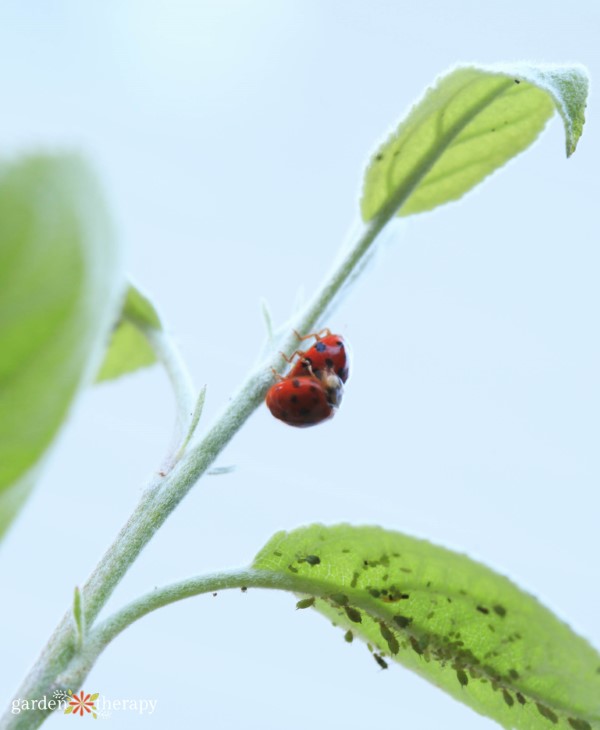 ladybugs next to aphids