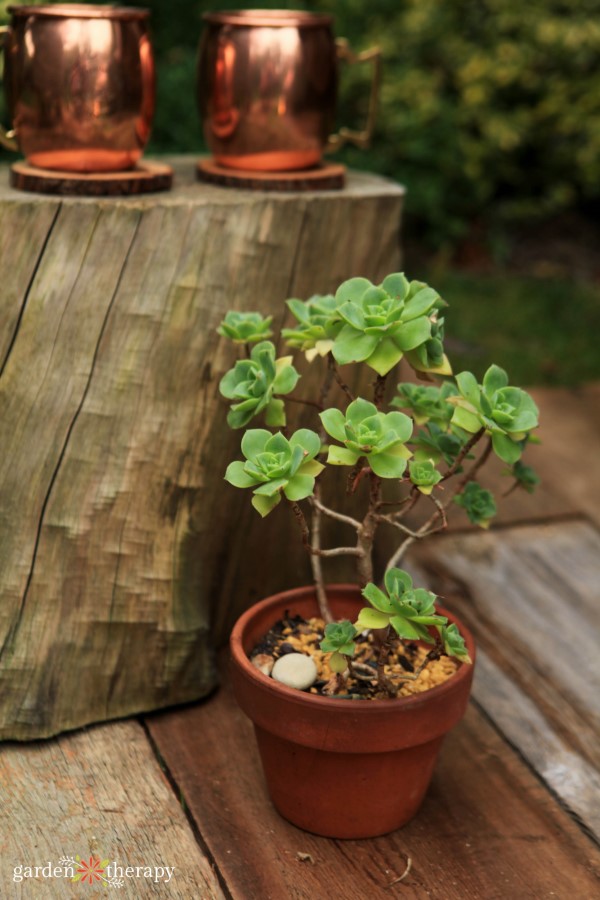 succulents on the patio