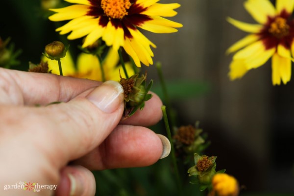 removing a spent flower