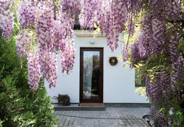 wisteria in bloom