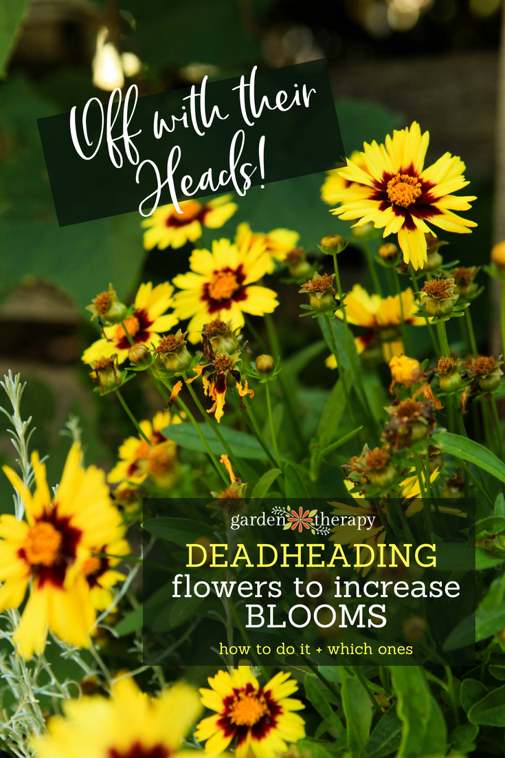 Deadheading Perennial and annual flowers to increase blooms