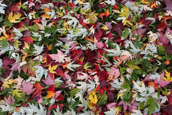 hojas caídas en el suelo