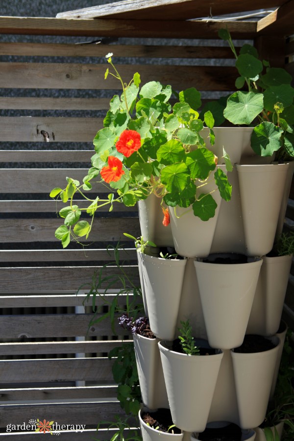 Jardín vertical Greenstalk plantado con capuchinas