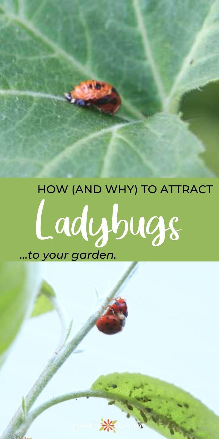 Insect Lore - Did you know a ladybug will stay in its larvae stage