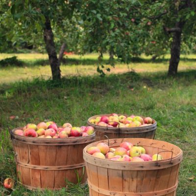 Three large baskets full of apples sitting on the grass in front of two apple trees