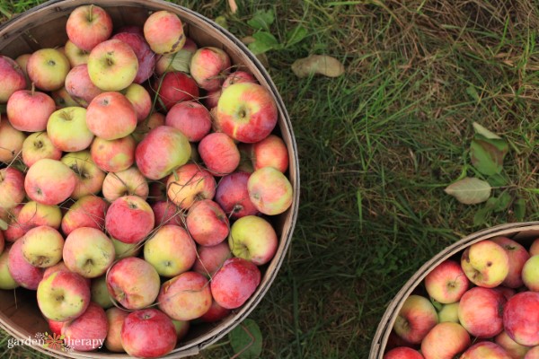 dos grandes cestas llenas de manzanas recién cortadas
