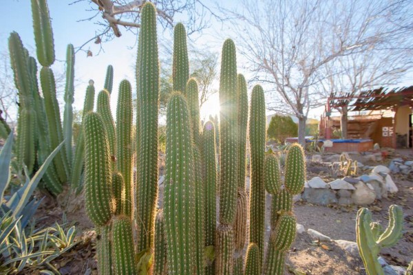 desert garden with cactus