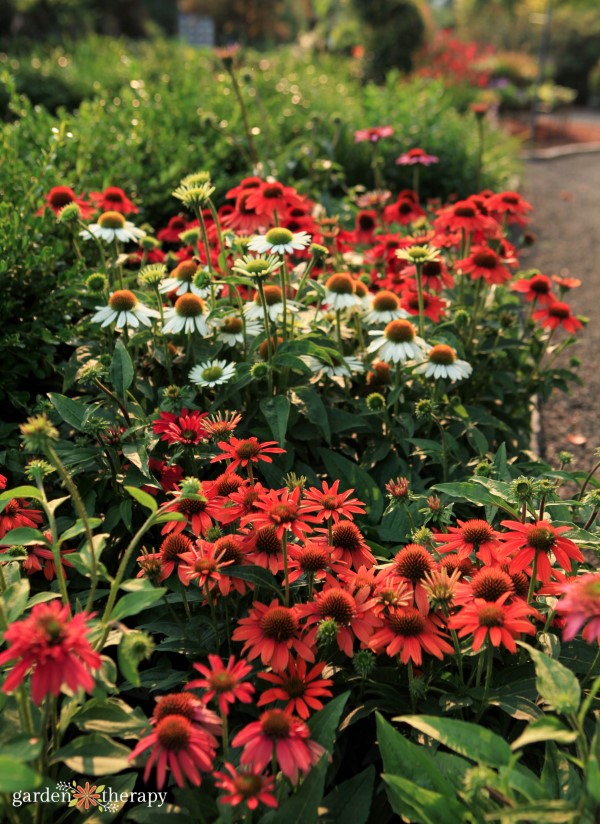 A garden bed full of blooming red and white echinacea flowers