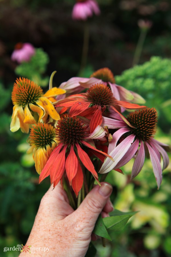 bouquet of various echinacea