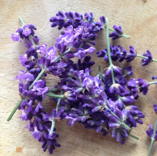 Lavender Syrup Recipe With A Naturally Pretty Purple Colour 9779