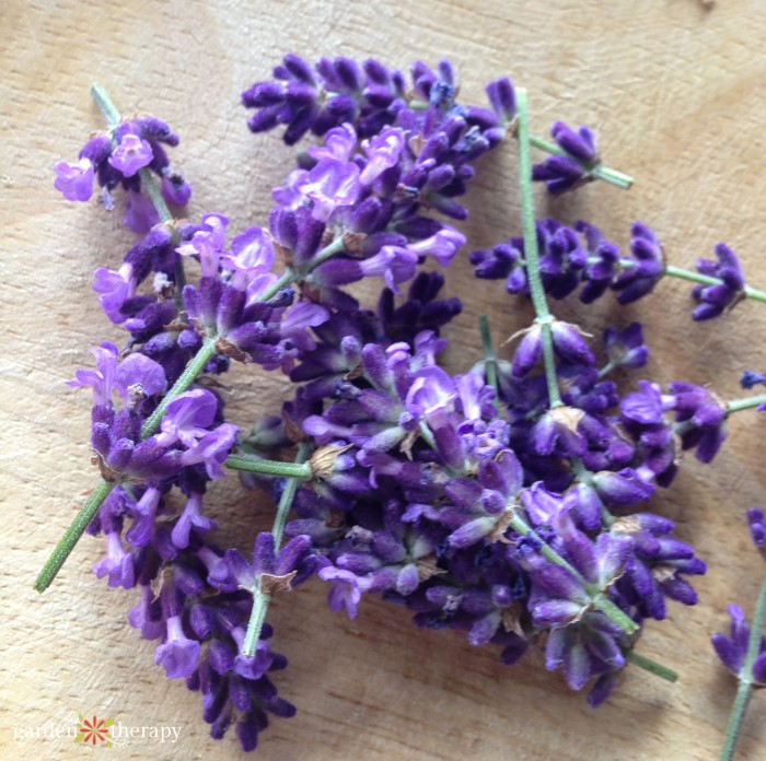 lavender buds for simple syrup