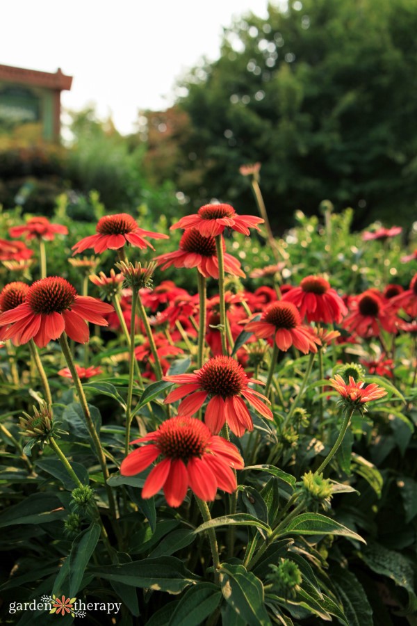 Bright red echinacea growing in a garden