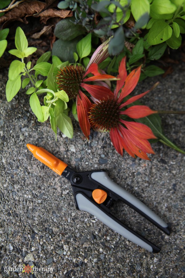 deadheading snips used to clip off coneflower heads