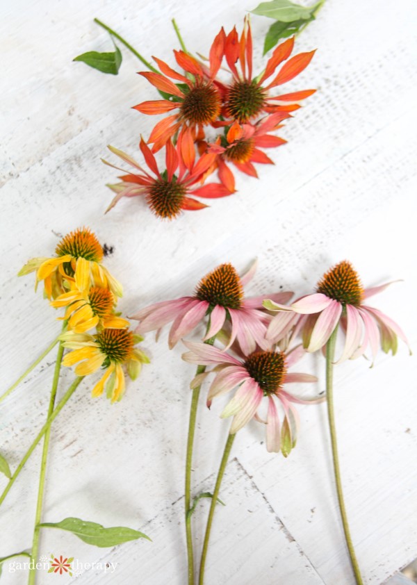 coneflower varieties in red, yellow, and pink