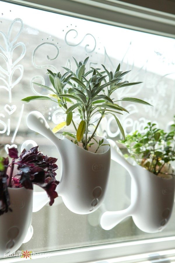 herbs growing in livi pots