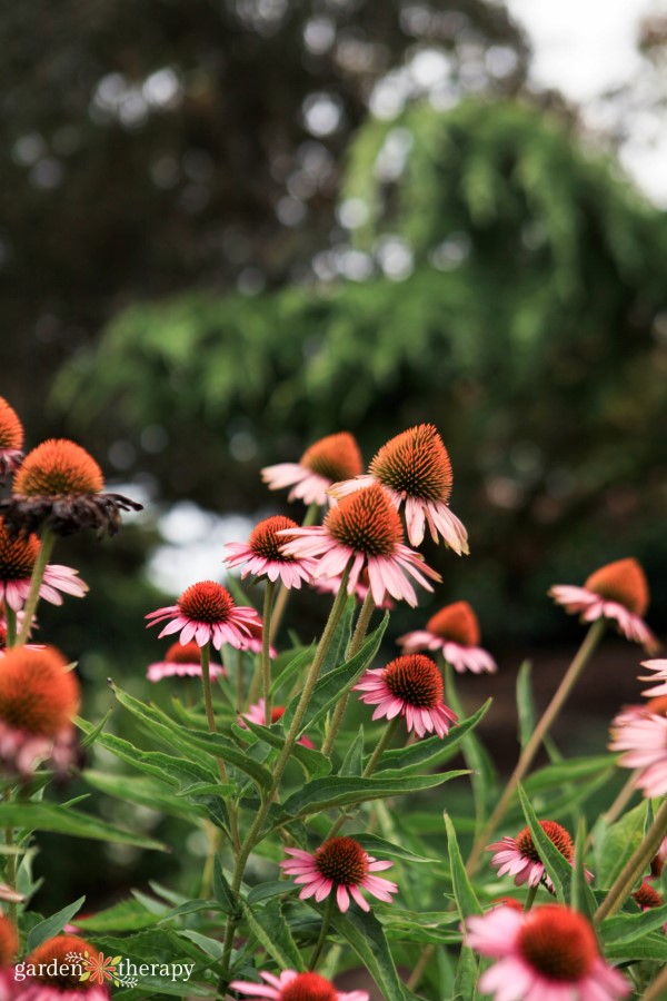 echinacea blooming in the garden in the fall