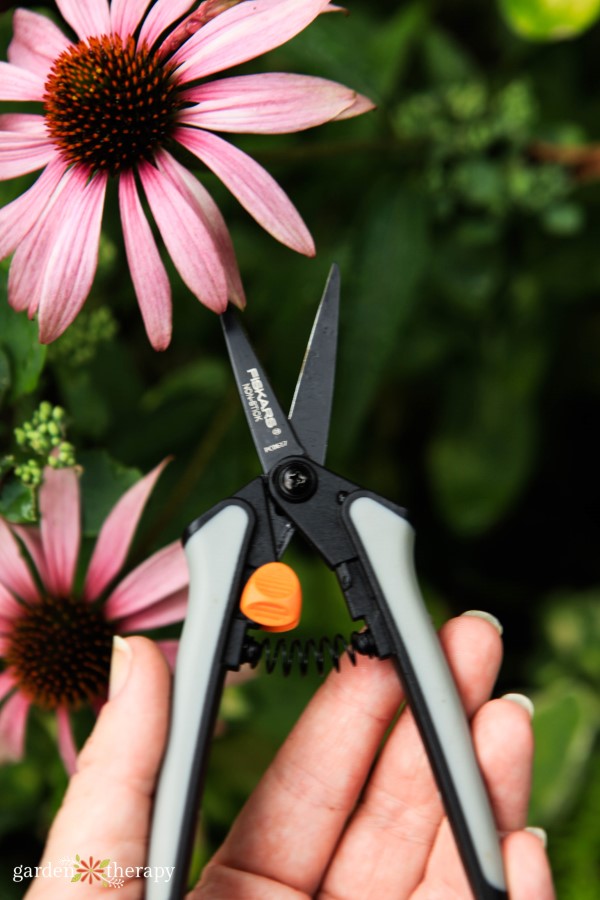 Harvesting Echinacea flowers with Fiskars SoftGrip® Micro-Tip® Pruning Snips