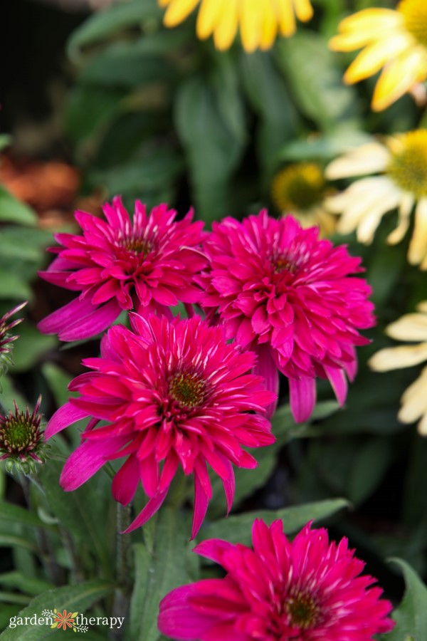 close up of pink coneflower