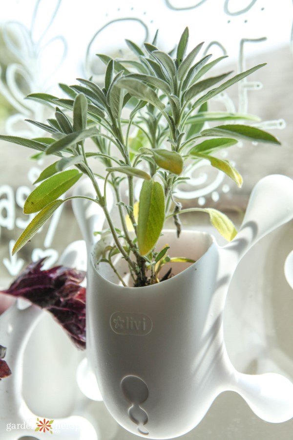 herbs growing on a window