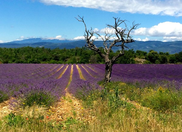 lavender field