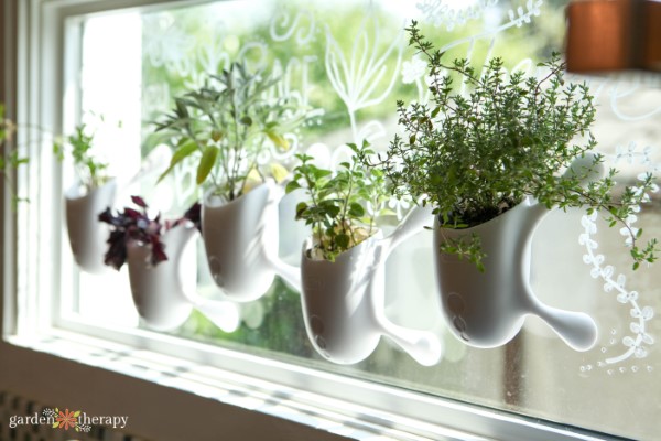 kit de jardin d'herbes pour fenêtres